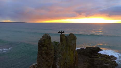 Gran-Cormorán-Encaramado-En-Las-Rocas-De-La-Catedral-Con-Paisaje-Marino-Y-Puesta-De-Sol-Dorada-Como-Telón-De-Fondo-En-Kiama,-Nsw,-Australia