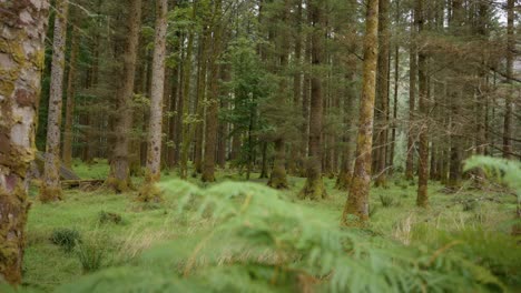 parque forestal de gougane barra cork irlanda 02