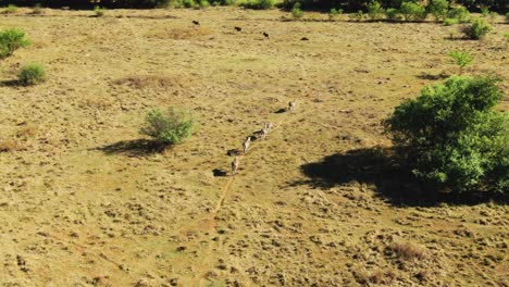 Drone-aerial-Zebra-herd-walking-in-a-row-in-the-wild-on-a-Spring-day