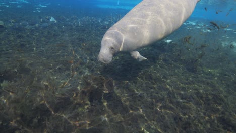 el manatí nadando en las aguas azules claras de los manantiales de florida