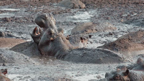 hippopotamus in a muddy pool head resting on the back of another hippo