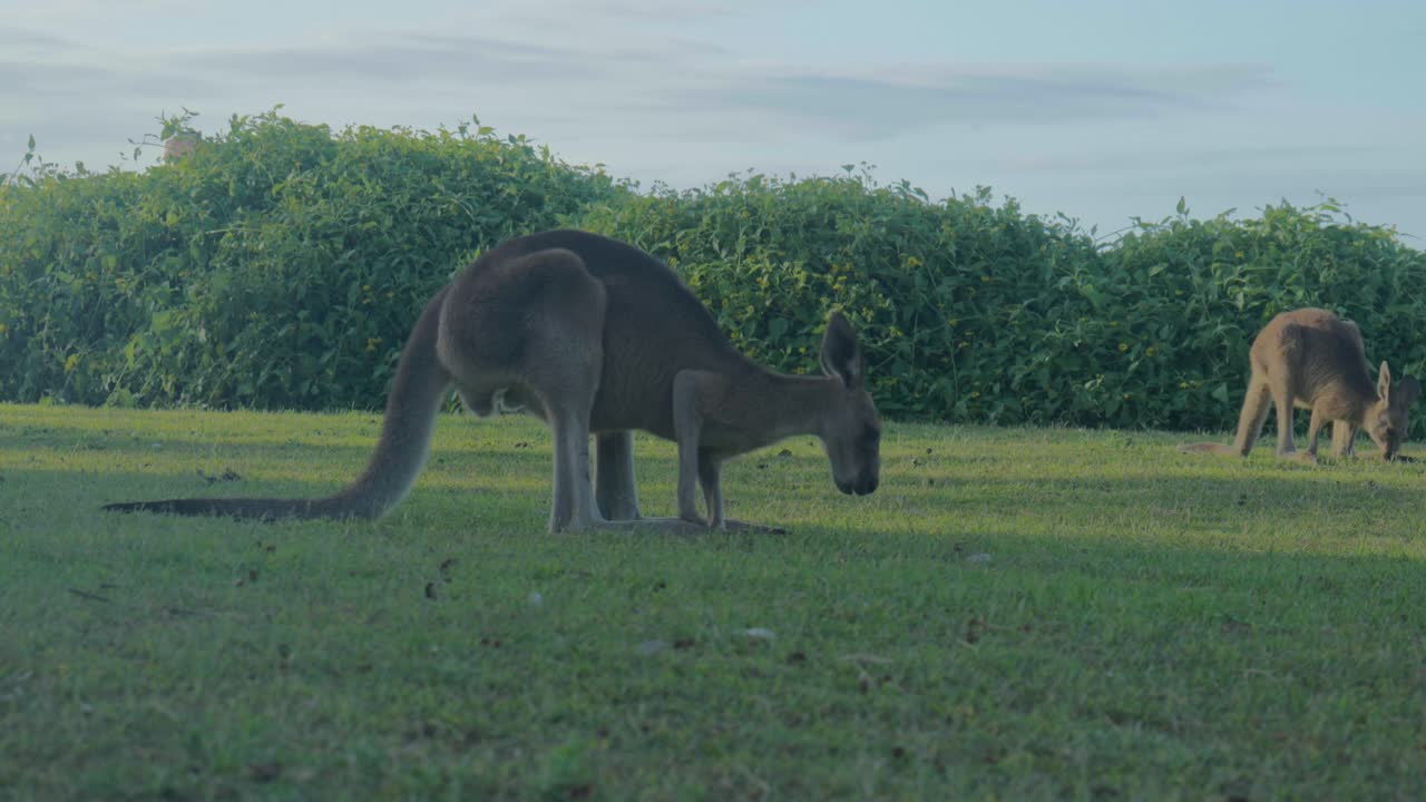 Two wallabies graze peacefully on lush green grass in a serene natural setting, showcasing Australia's unique wildlife in its natural habitat.
