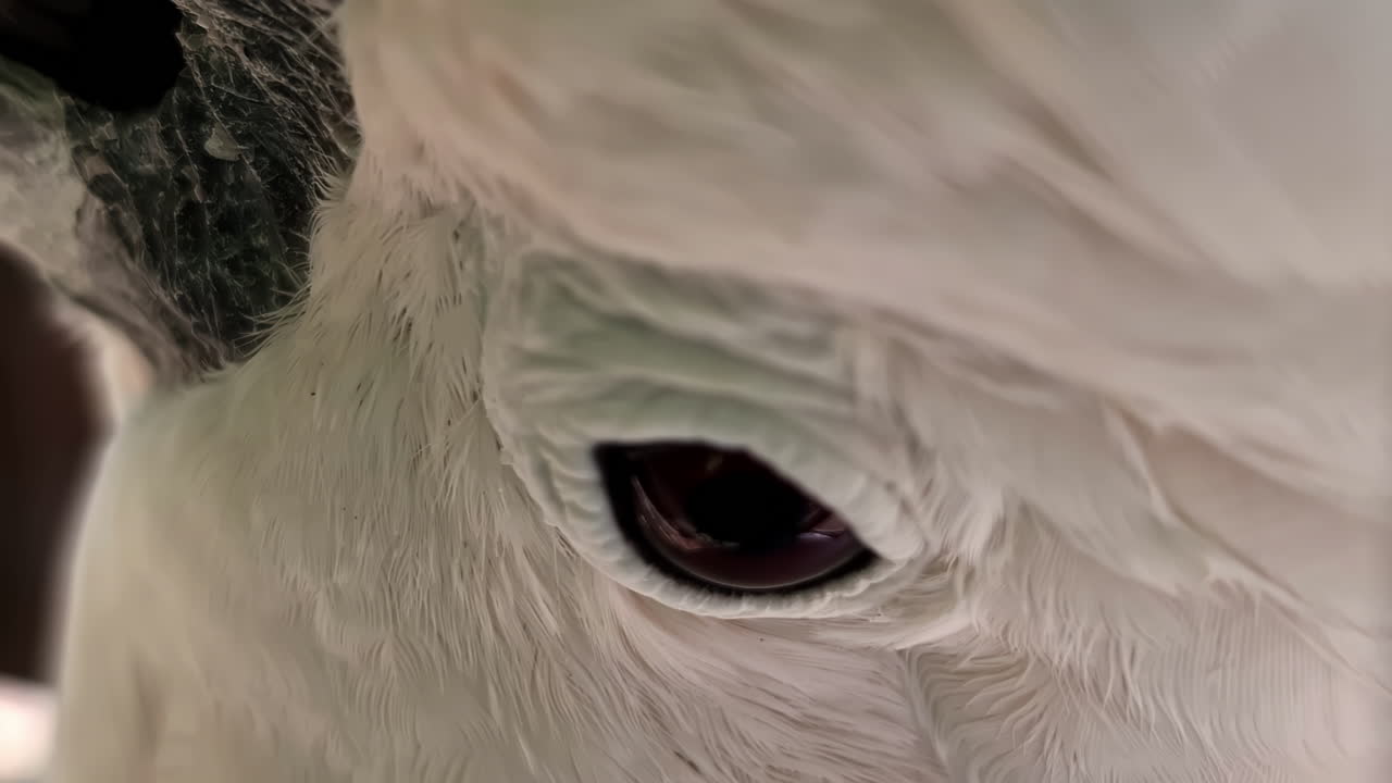 Closeup Of White Cockatoo Eye And Plumage.