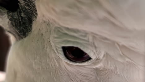 closeup of white cockatoo eye and plumage.