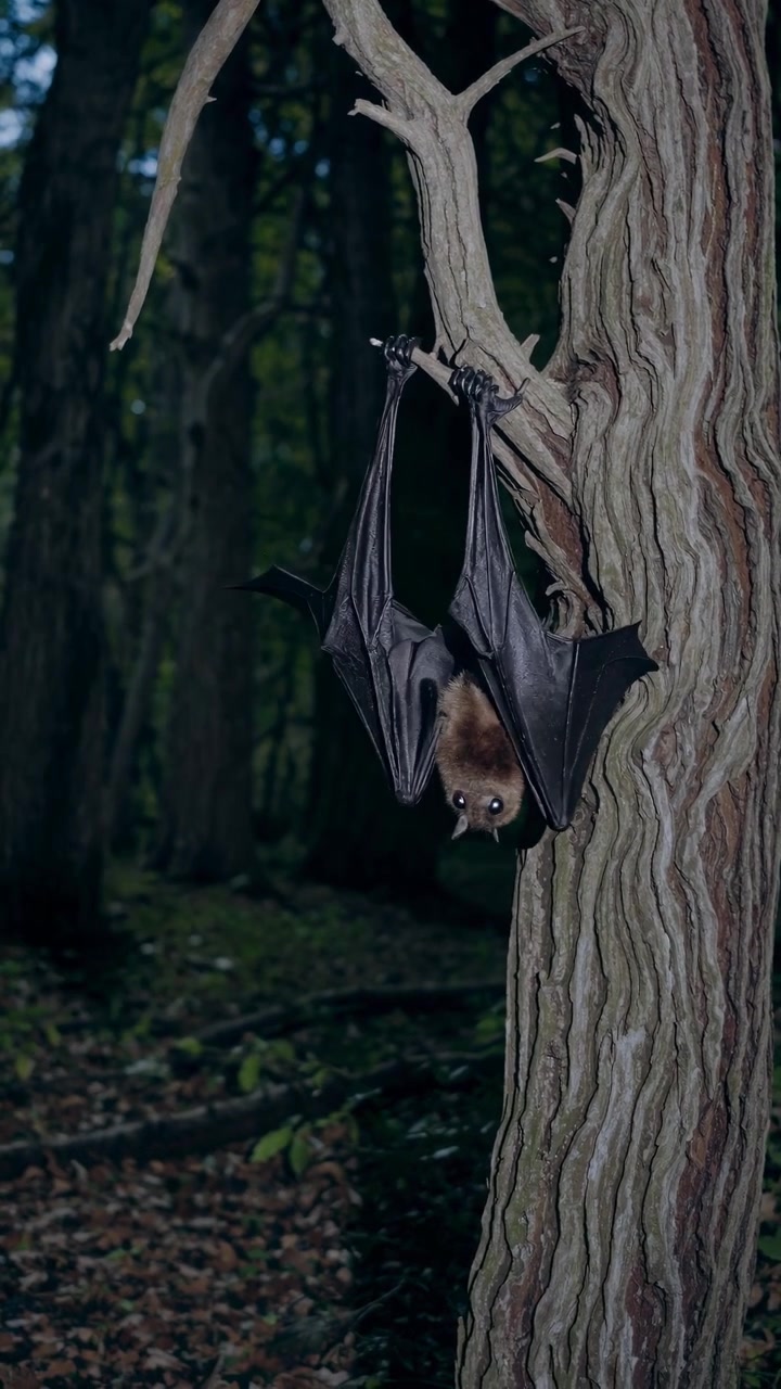 Primo piano di un pipistrello della frutta appeso a un albero in una foresta buia