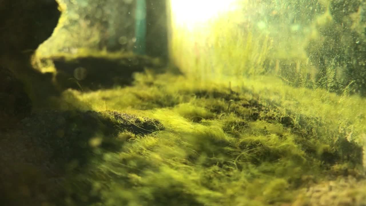 цветение зеленых волосяных водорослей в аквариуме с морской водой