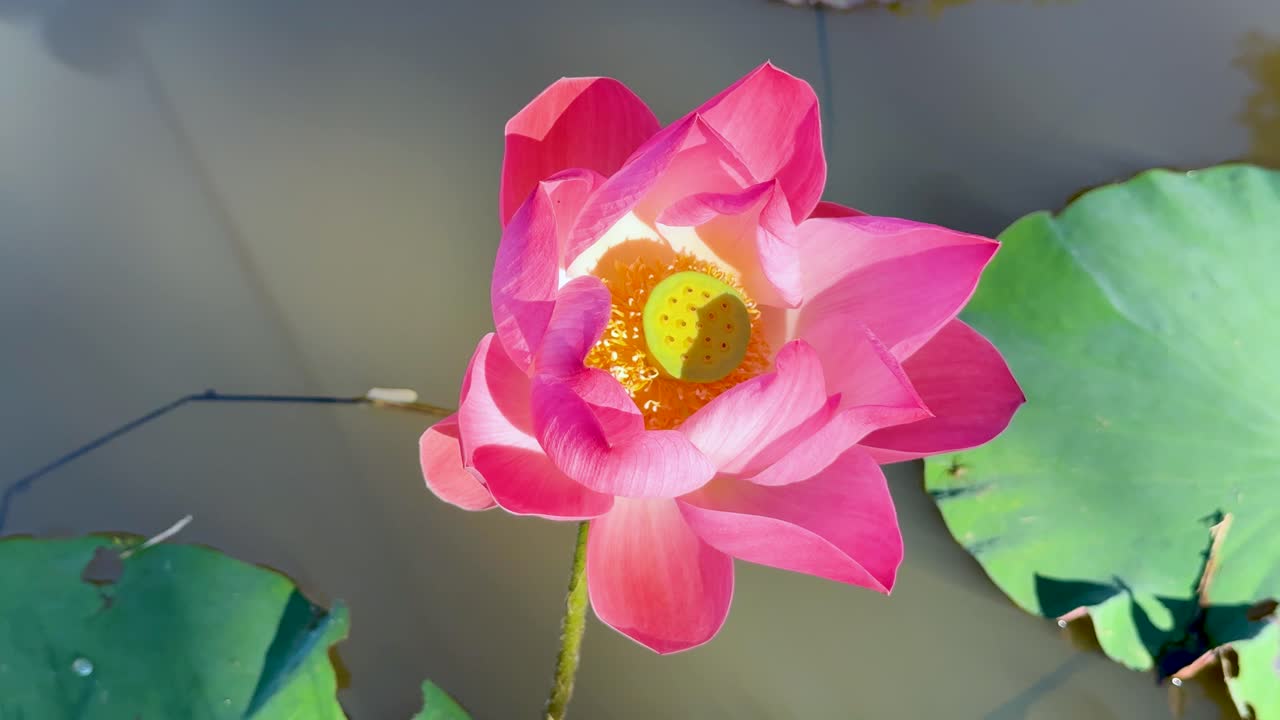 평화로운 연못에서 활기찬 로터스 꽃