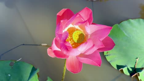 flor de loto vibrante en el entorno sereno del estanque