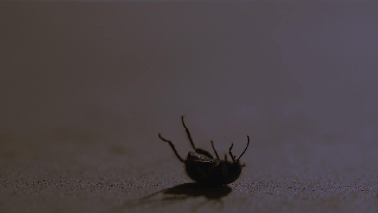 el escarabajo al revés se atascó.