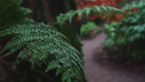 Helecho-Húmedo-En-El-Parque-Forestal