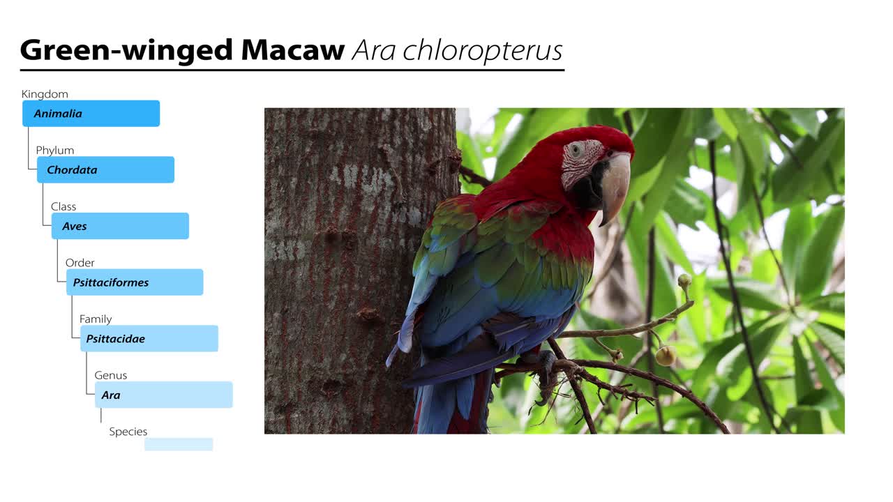 un colorido guacamayo de alas verdes posado en una rama