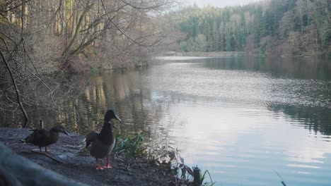 Pair-Of-Ducks-Standing-Beside-River-In-Morning-With-One-Flapping-Its-Wings-Slow-Motion