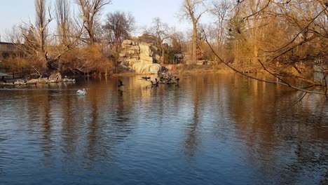 lago tranquilo con pájaros: pelícano, cormorán y pato