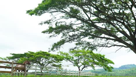 Horse-in-fenced-ranch-freely-walking