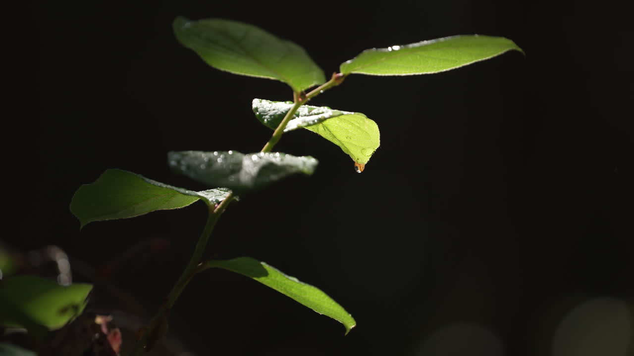 luz del sol a través de hojas mojadas en el bosque oscuro