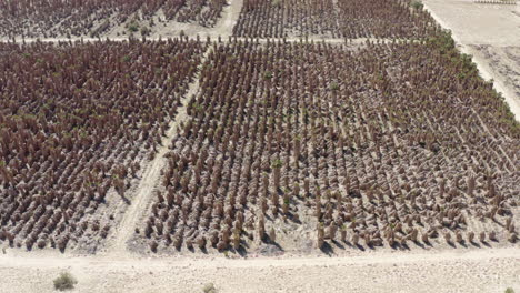 Imagen-Aérea-Que-Captura-Una-Vasta-Granja-De-Palmeras-En-La-Zona-árida-De-California,-Lo-Que-Ilustra-El-Marcado-Contraste-Entre-La-Exuberante-Vegetación-Y-El-Paisaje-Seco-Y-Desértico.