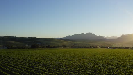 Amanecer-Sobre-Viñedos-Verdes-Con-Casas-Y-Montañas-En-El-Fondo,-Longlands-Stellenbosch,-Dron-Aéreo