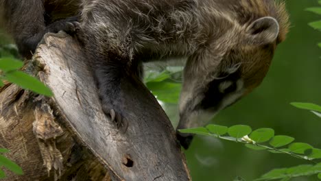 close-up of a white-nosed coati searching for insects in a dead tree