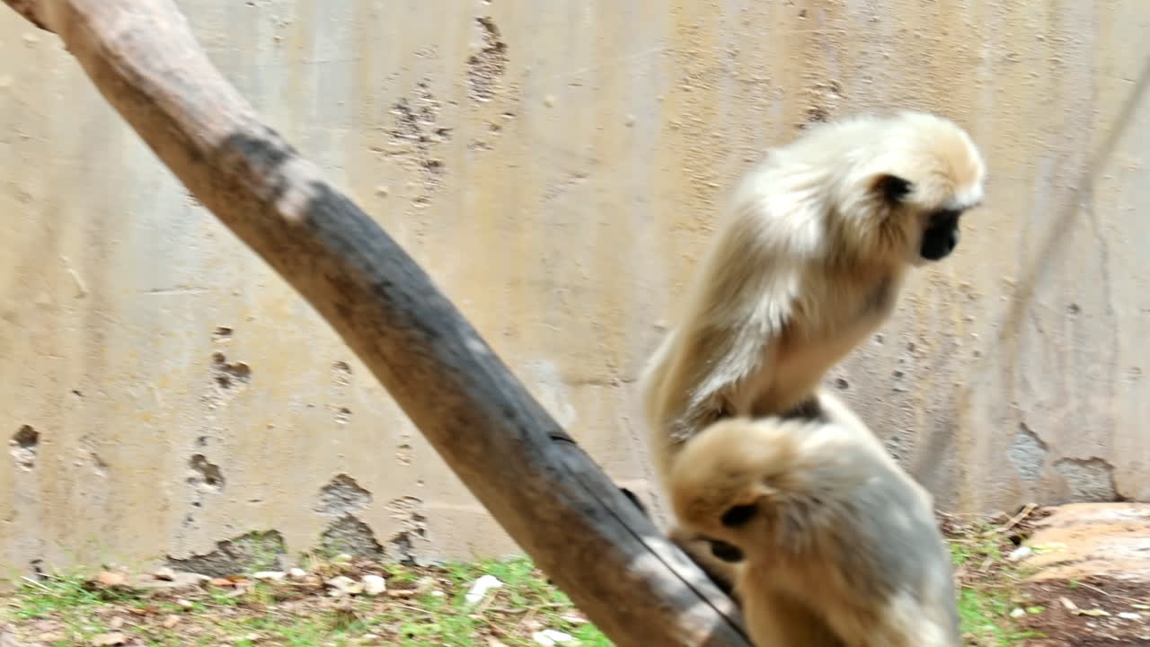 A gibbon climbing on a branch with food in its hands