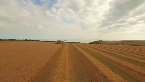 Drone-footage-of-golden-fields