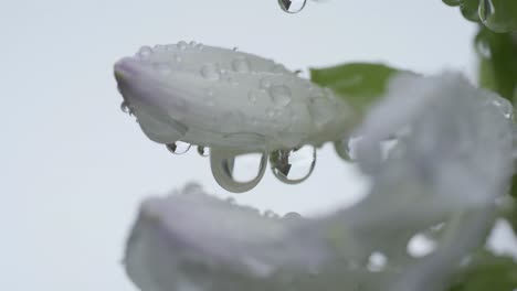 Close-up-shot-of-rain-water-droplets-on-white-blooming-flowers