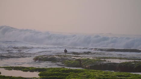 a bird walking on the coral shoreline with waves splashing on the background in the morning