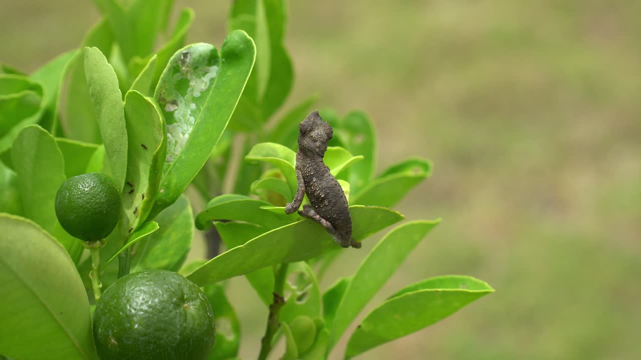 바람 부는 날에 등반하는 아기 잭슨