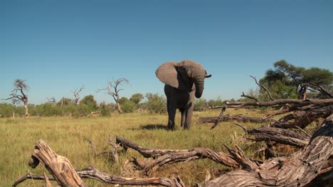 a large african elephant walking towards the camera