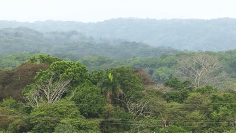 Rain-forest-around-the-Gatun-locks,-Panama-canal