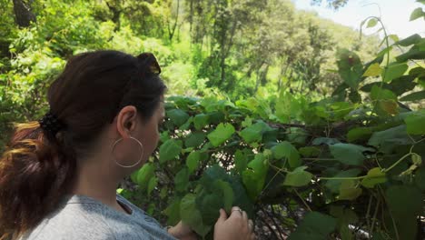 young woman forages organic food by picking up wild grapevine leaves for organic cooking