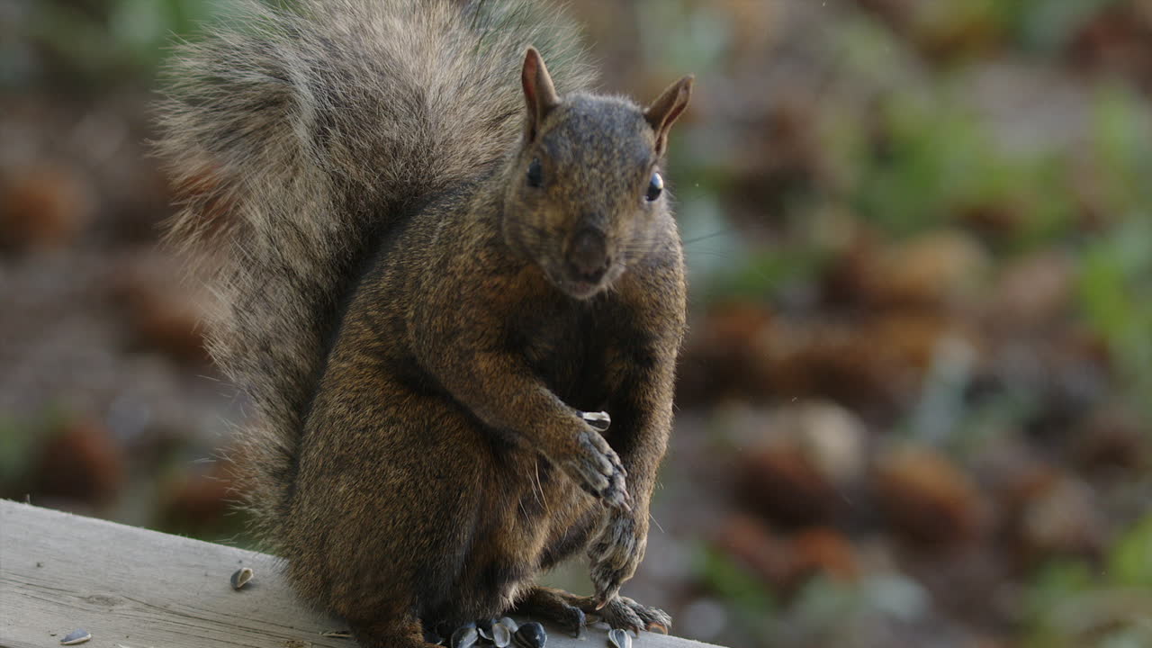 adorable ardilla gris comiendo semillas en la mesa de picnic mira a la cámara
