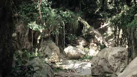 a lush and dense forest path