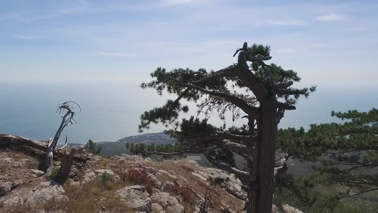 Mountainous Coastal View with Pine Trees