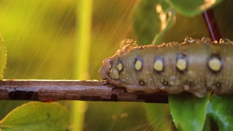 caterpillar bedstraw hawk moth crawls on a branch during the rain. caterpillar (hyles gallii) the bedstraw hawk-moth or galium sphinx, is a moth of the family sphingidae.