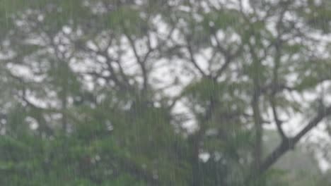 heavy falling rain in the forest, khao yai national park, thailand