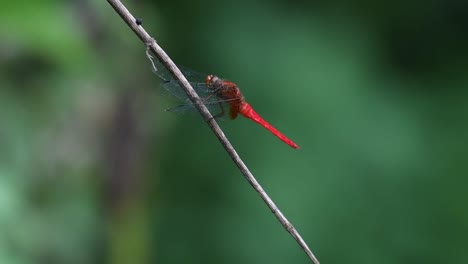 skimmer de cara roja macho, orthetrum chrysis, libélula posada pacíficamente en un palo de madera y de repente fue atacada por otra libélula roja agresiva en el bosque tropical, tailandia, asia