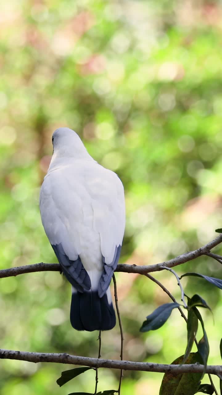 Piccione appollaiato su un ramo nel suo habitat naturale