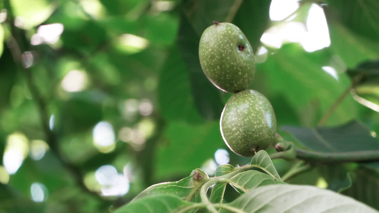 Close up of green walnuts on the tree in daylight