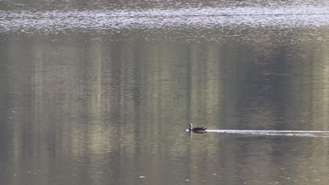 a duck moves smoothly across a tranquil lake