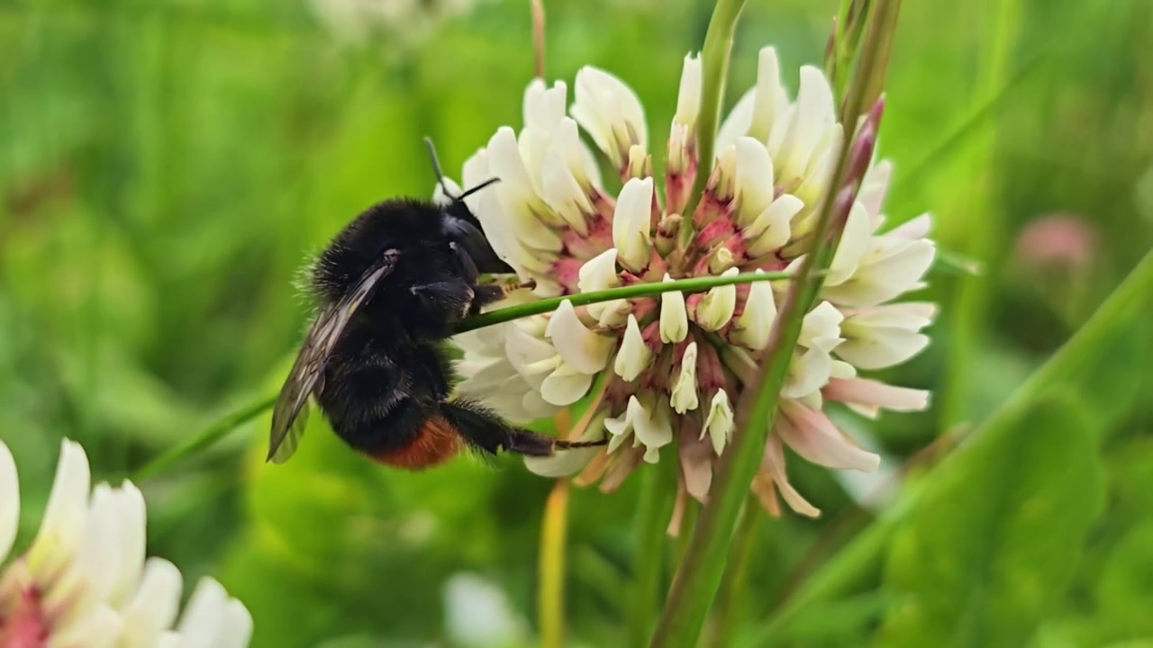 Tampilan makro lebah bumblebee mengumpulkan nektar lalu berpindah ke semanggi terdekat.