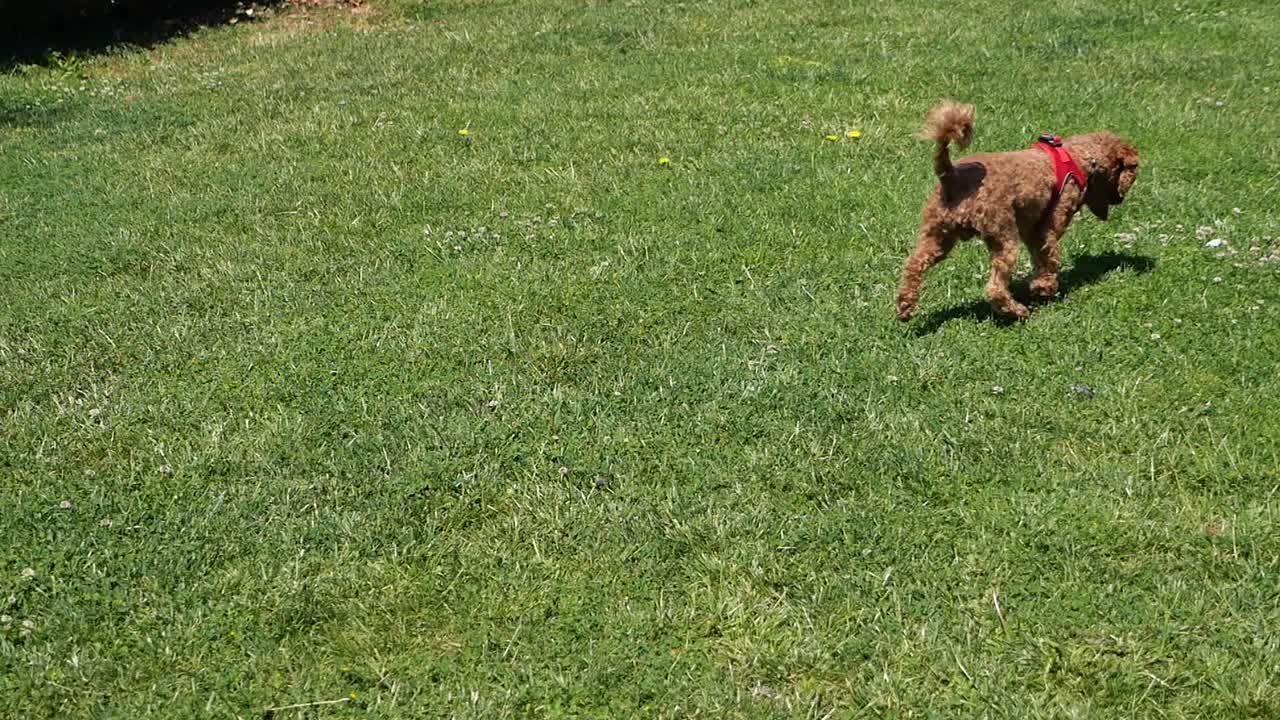 Dog playing in the grass