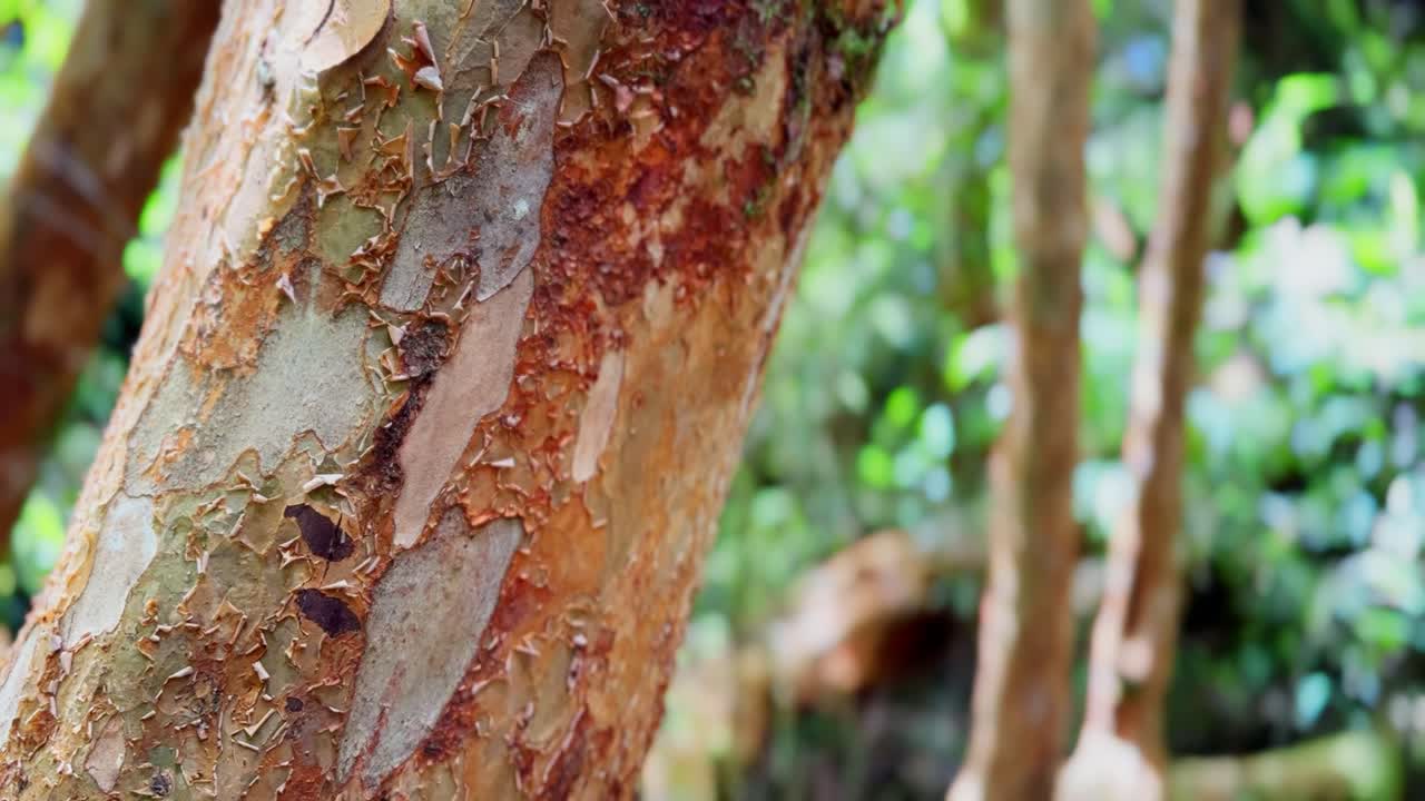 vista de cerca del mirto en la catedral del mirto del parque tepuhueico en la zona forestal, chiloé, chile