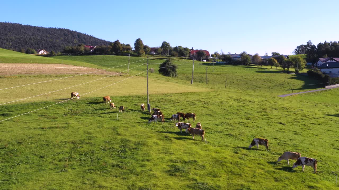 rebaño de ganado pastando en pastos de montaña, imágenes aéreas, escena rural, 4k uhd, ángulo alto, agricultura ecológica, granja lechera
