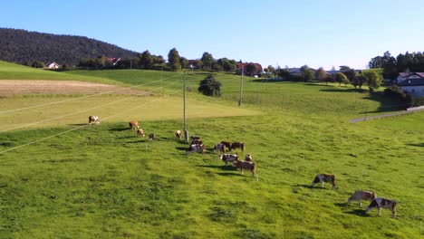 Catlle-herd-grazing-on-mountain-pasture,-aerial-footage,-rural-scene,-4k-UHD,-high-angle,-ecological-agriculture,-dairy-farm