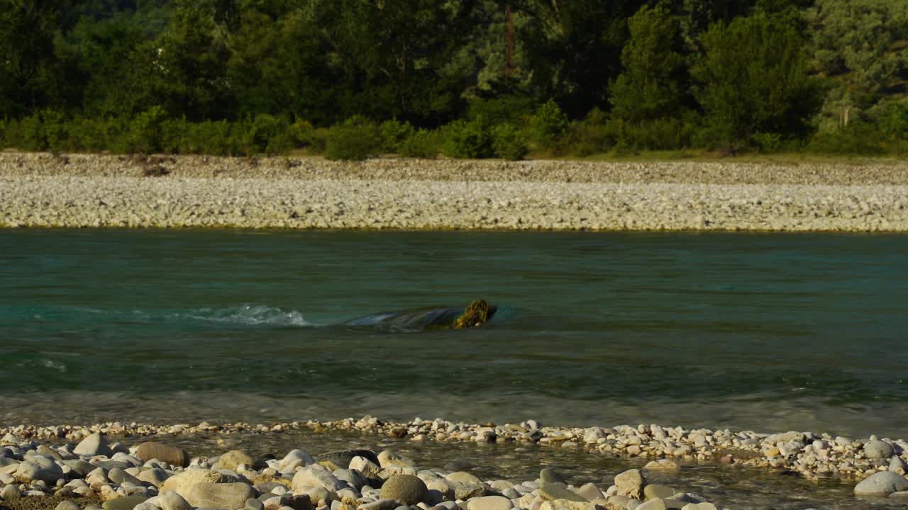 vjosa 강의 흐름, 녹색 무성한 초목을 반영하는 자갈 위로 강바닥에 빠르고 깨끗한 물이 흐릅니다.