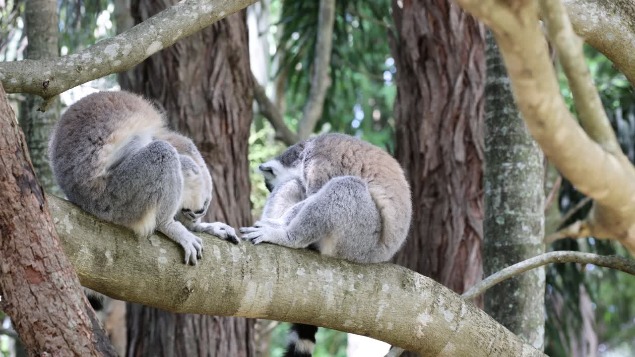 Two lemurs relaxing together on a branch