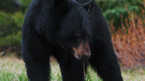 American-Black-Bear-Eating-Grass-In-The-Forest-Near-Carcross,-Yukon-Territory,-Canada