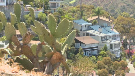 una casa en una ladera del sur de california presenta cactus y arbustos