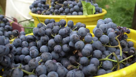 freshly harvested othello grapes falling into a bucket at a vintage - 180 fps