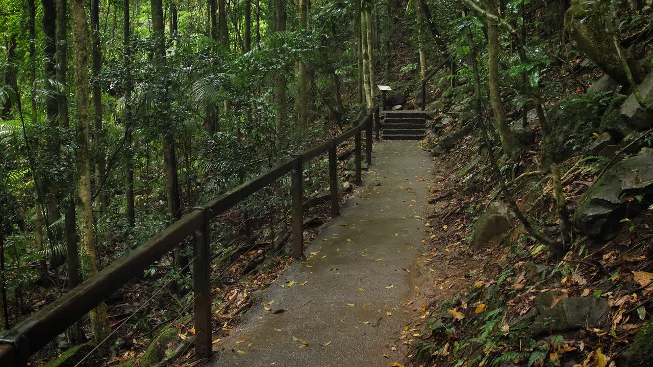 sendero para caminar en el puente natural, parque nacional springbrook, interior de la costa dorada, australia